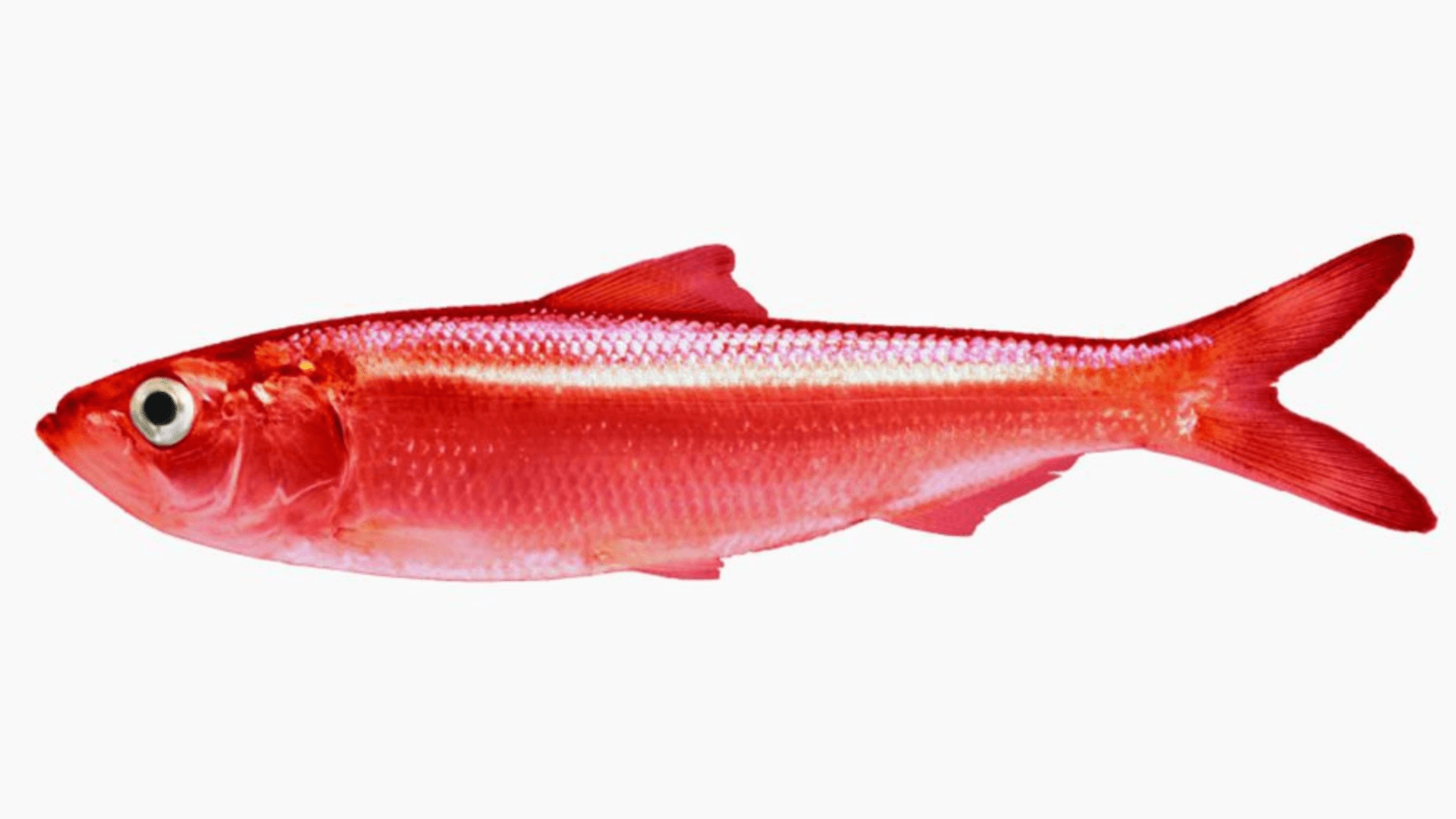 Alex O’Connor’s Red-Herring Thought Experiment vs. Facts that Support Morality